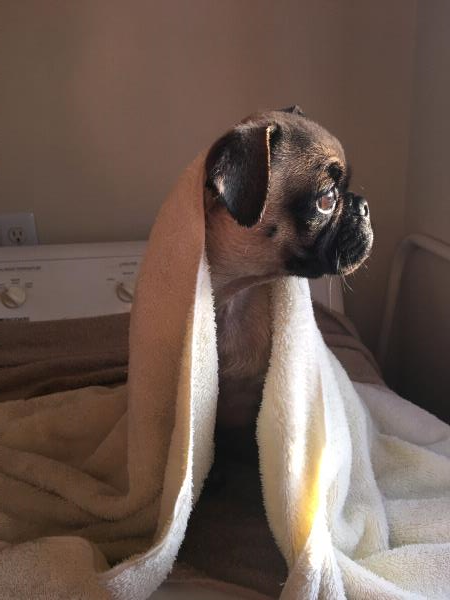 /images/uploads/pug nation rescue of los angeles/2018pugnation/entries/6127thumb.jpg